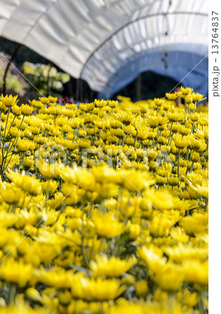 Inside greenhouse of yellow Chrysanthemum flowers farms 13764837