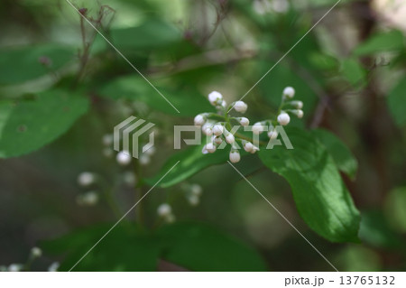 マルバウツギの花の蕾 マルバウツギの花の蕾 13765132