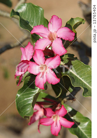 Desert-rose, Ethiopia, Africa 13765404