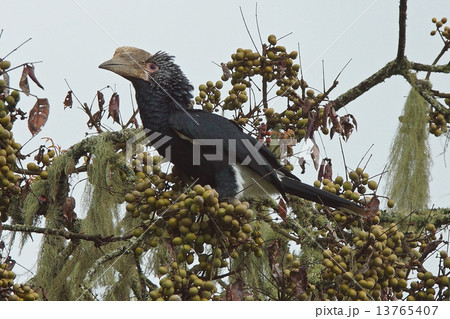 Hornbill, Great Rift Valley, Ethiopia, Africa 13765407