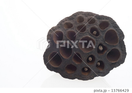 ハスの実 ハスの実 13766429