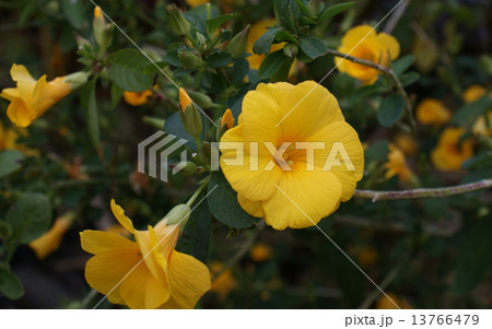 黄華亜麻 13766479