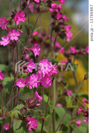 フクロナデシコの花 フクロナデシコの花 13766867