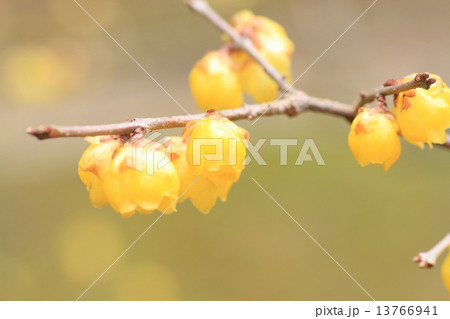 ロウバイの花 ロウバイの花 13766941