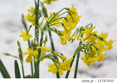 雪景色の水仙 雪景色の水仙 13767605