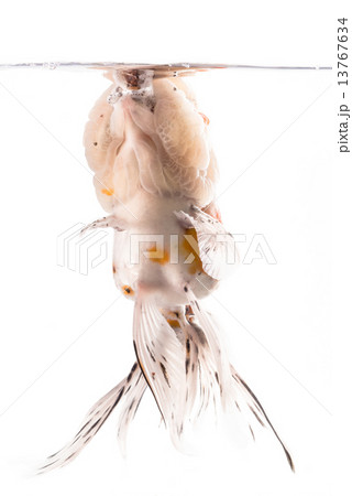 Golden fish isolated on white background. Golden fish isolated on white background. 13767634