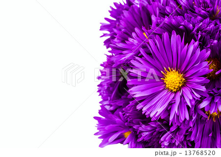 lilac chrysanthemum lilac chrysanthemum 13768520