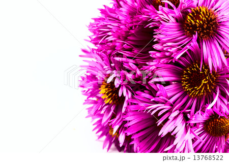 pink chrysanthemum pink chrysanthemum 13768522