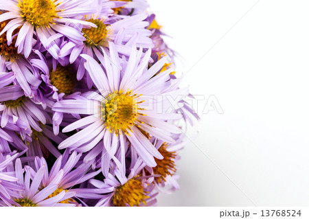 pale blue chrysanthemum pale blue chrysanthemum 13768524