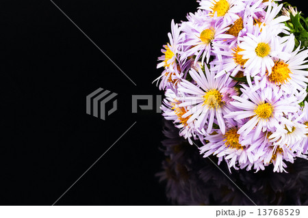 pale blue chrysanthemum pale blue chrysanthemum 13768529