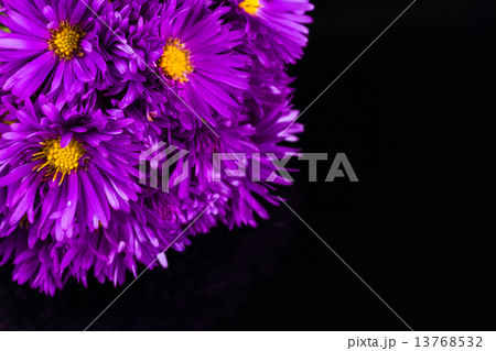 lilac chrysanthemum lilac chrysanthemum 13768532
