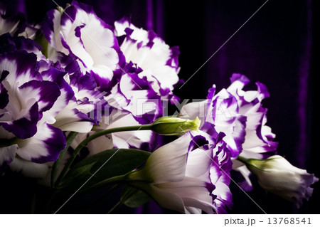 white-purple lily white-purple lily 13768541