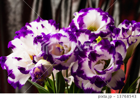 white-purple lily 13768543