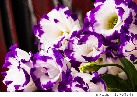 white-purple lily white-purple lily 13768545