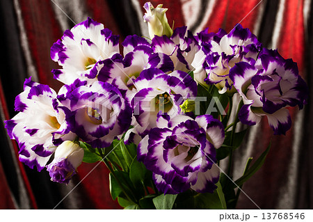 white-purple lily white-purple lily 13768546