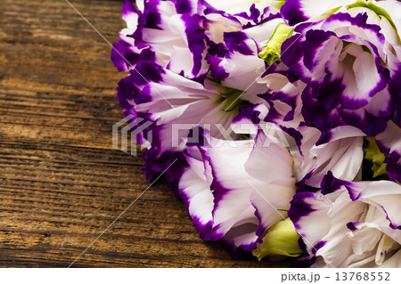 white-purple lily 13768552