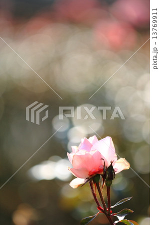 陽だまりの薔薇 13769911