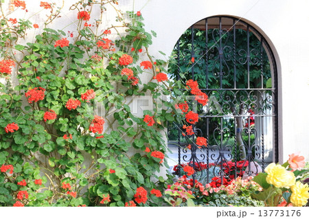 フラワーガーデン フラワーガーデン 13773176