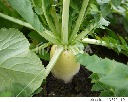 大根 大根 13775119