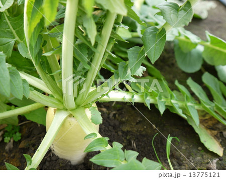 大根 13775121
