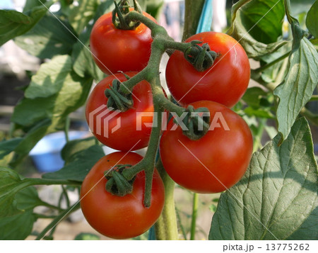 トマト 13775262