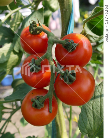 トマト トマト 13775263