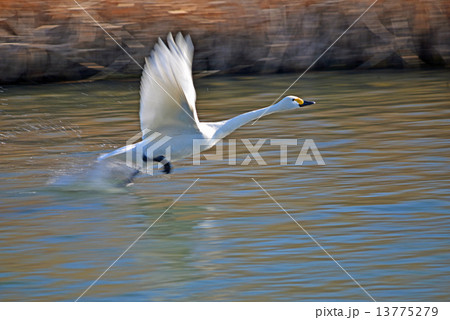 コハクチョウ コハクチョウ 13775279