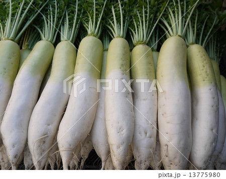 大根 13775980
