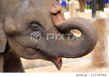 スリランカの象 13776368