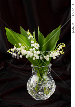 lilies of the valley in flowerpot 13776491