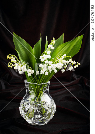 lilies of the valley in flowerpot lilies of the valley in flowerpot 13776492