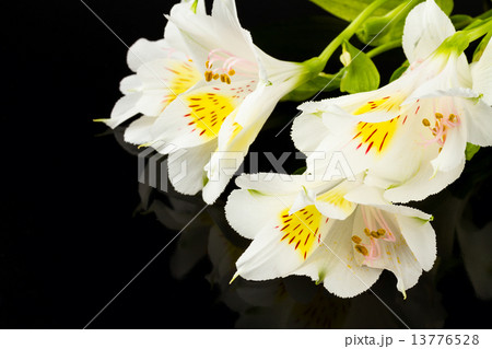 white lily 13776528