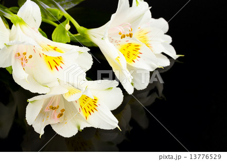 white lily white lily 13776529