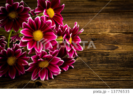 red chrysanthemum 13776535