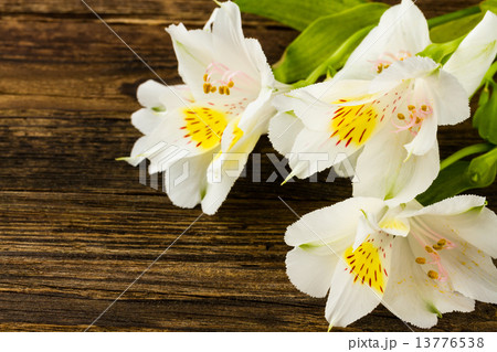 white lily 13776538