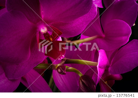 red orchid red orchid 13776541