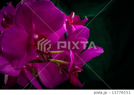 red orchid red orchid 13776551