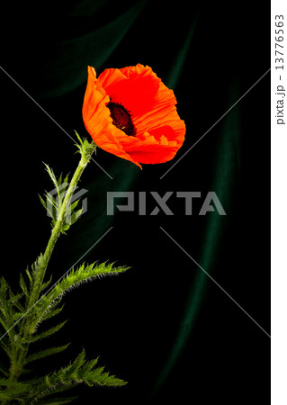 beautiful wild-growing red poppy 13776563