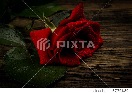 beautiful wild-growing red rose beautiful wild-growing red rose 13776880