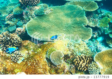 Coral reef at Maldives Coral reef at Maldives 13777919