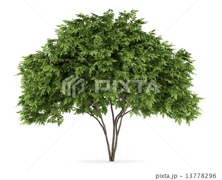 elderberry tree isolated on white background 13778296