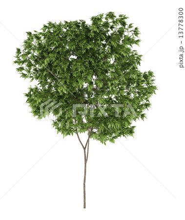 elderberry tree isolated on white background 13778300