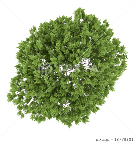 top view of elderberry tree isolated on white background 13778301