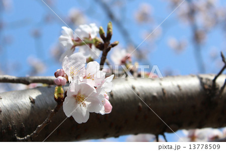 桜 13778509
