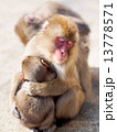 親子猿 13778571