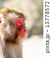 猿の横顔 13778572