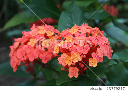 サンタンカ 13779257