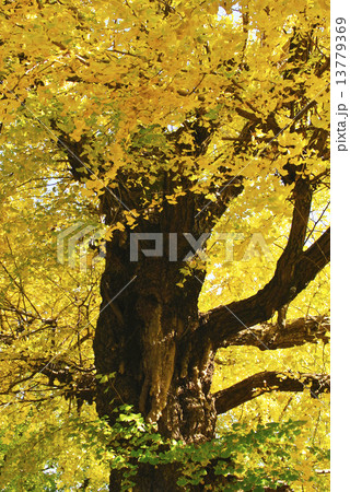 銀杏の立木、樹齢200年以上 樹齢200年以上の銀杏の大木の写真素材 [13779369] - PIXTA