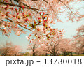 桜 13780018