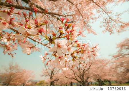 桜 桜 13780018